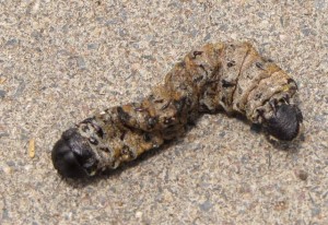2. Rups ook wel Mopane worm.