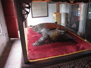 Heilige schildpad gevonden in het meer.