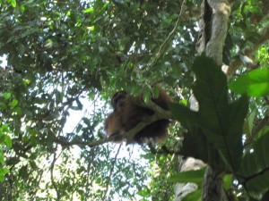 Onze eerste Orang Oetang man op vijf meter