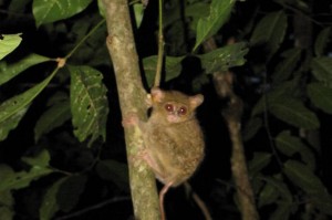 De Tarsier
