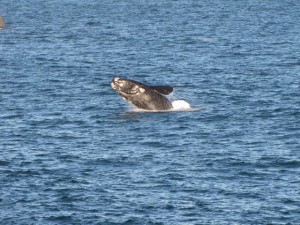 Een zeldzame Southern Right Whale.