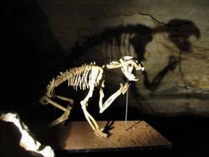 Een opgegraven fossiel in elkaar gezet.