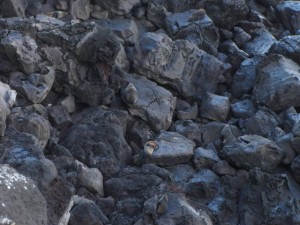 Zeehonden op de kliffen.