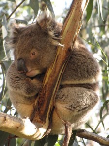 Een prachtige koala.