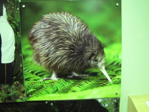 Zo ziet de kiwi er uit in het licht.