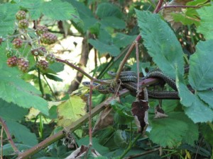 De slangen tussen de bramen