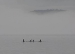 In de nevel de eerste Orka's