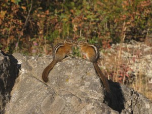 2 grondeekhoorntjes, wat schattig!