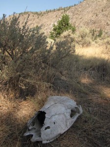 De botten liggen er voor het oprapen...