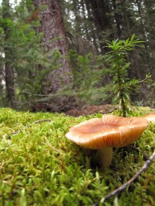 1 van de 400 verschillende paddestoelen in het park.