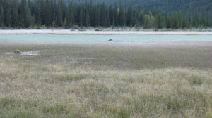 Drie kleuren bevroren gras