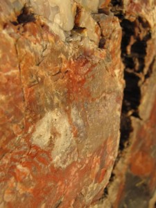 De nerven van een 'Petrified' boom