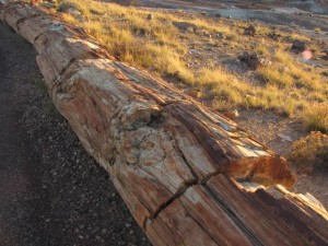 Petrified boomstronk