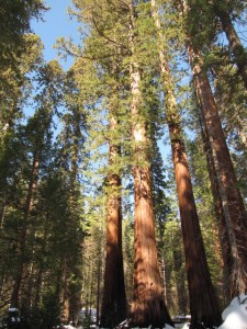 Mammoetbomen in Sequia Canyon