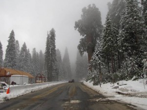 Een grote boom en vooral mist