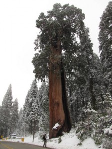 Groot is ook echt groot