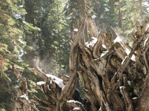 Opstuivende sneeuw op de wortels van een mammoetboom