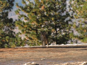 Yes, de wolf mag ook op de spotterslijst